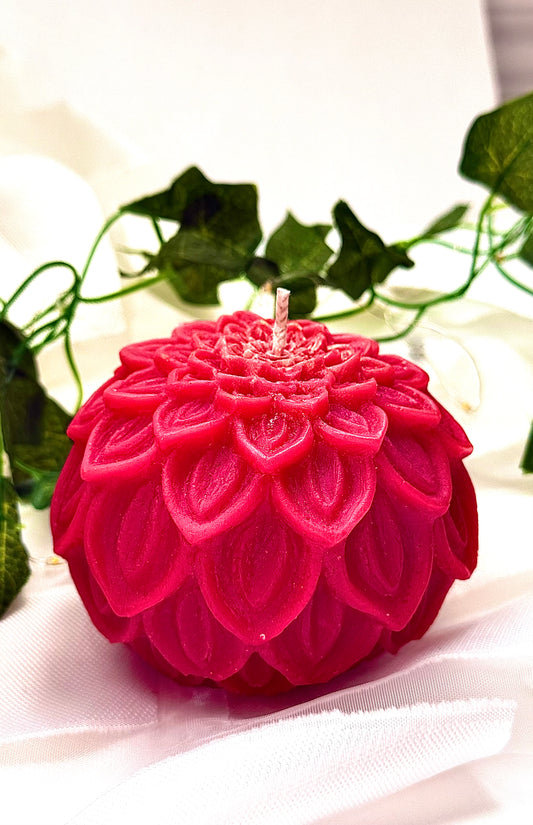 Dahlia Bloom
