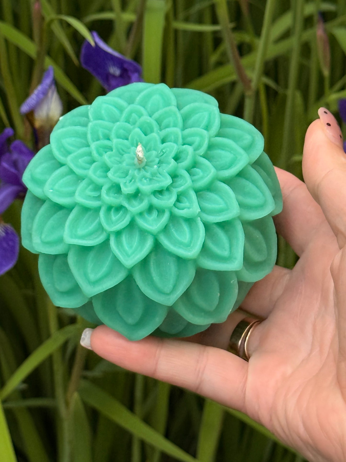 Dahlia Bloom
