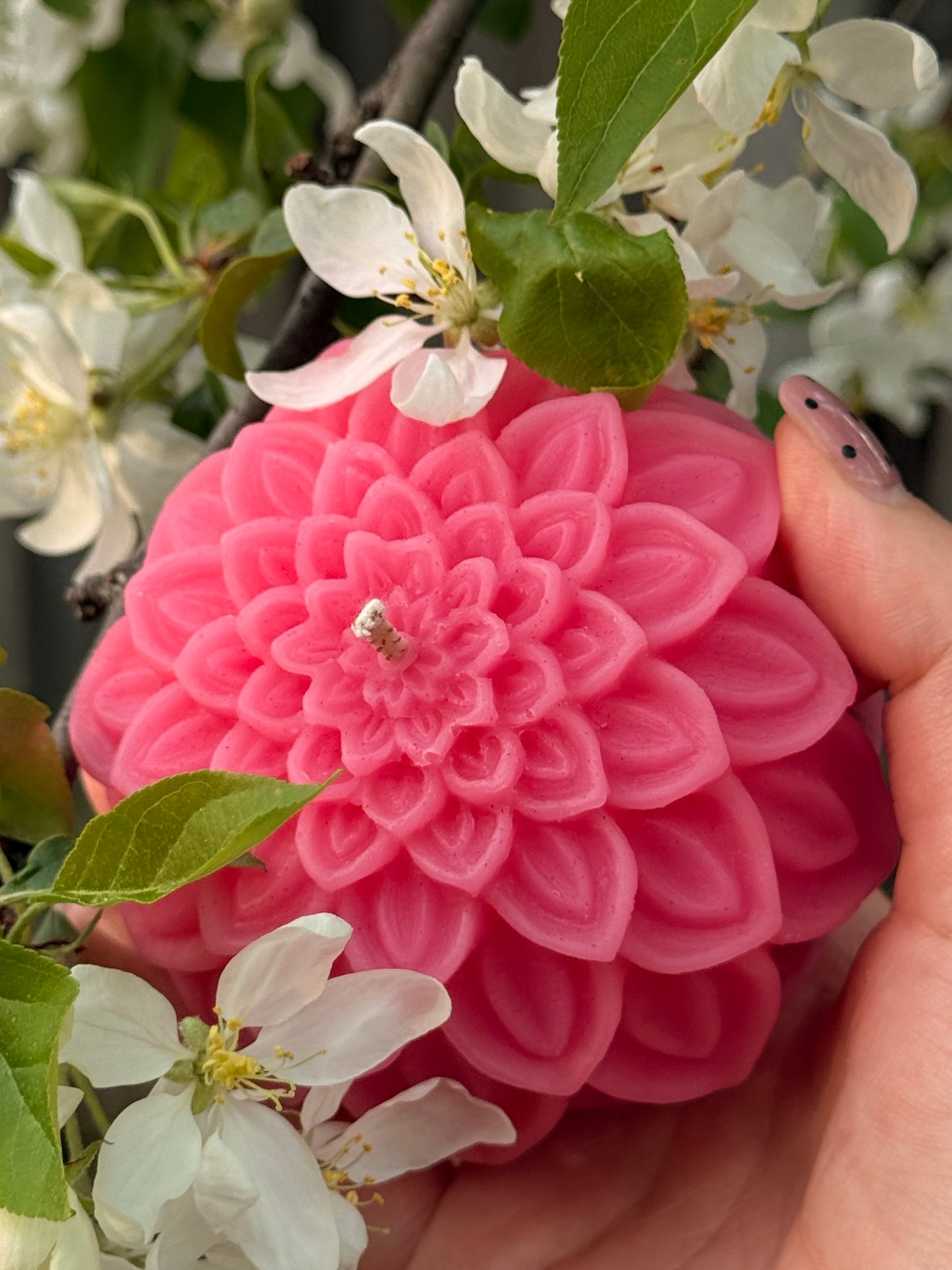 Dahlia Bloom