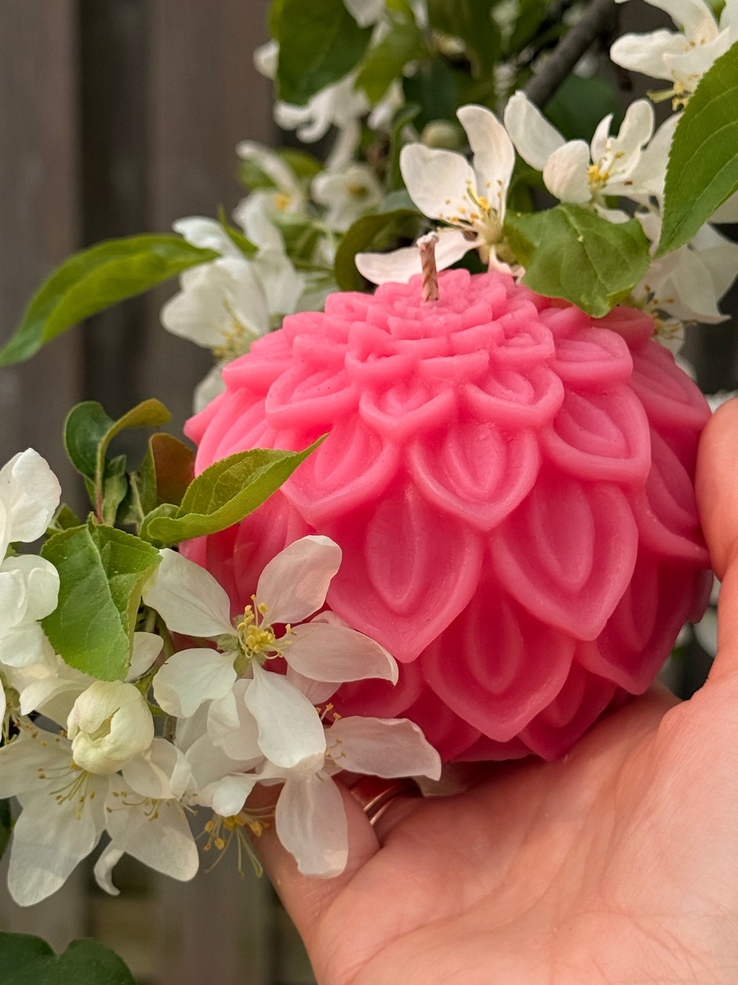 Dahlia Bloom