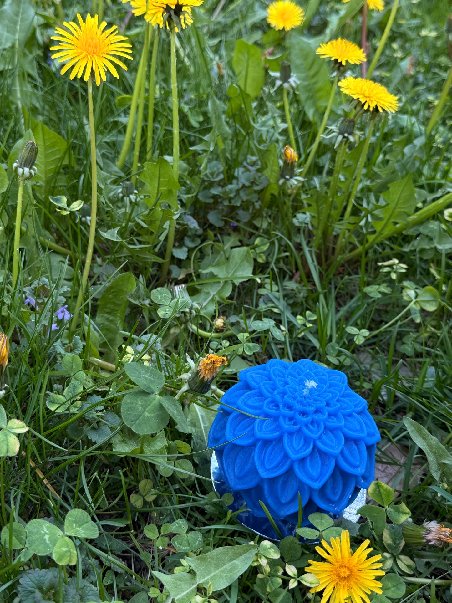 Dahlia Bloom