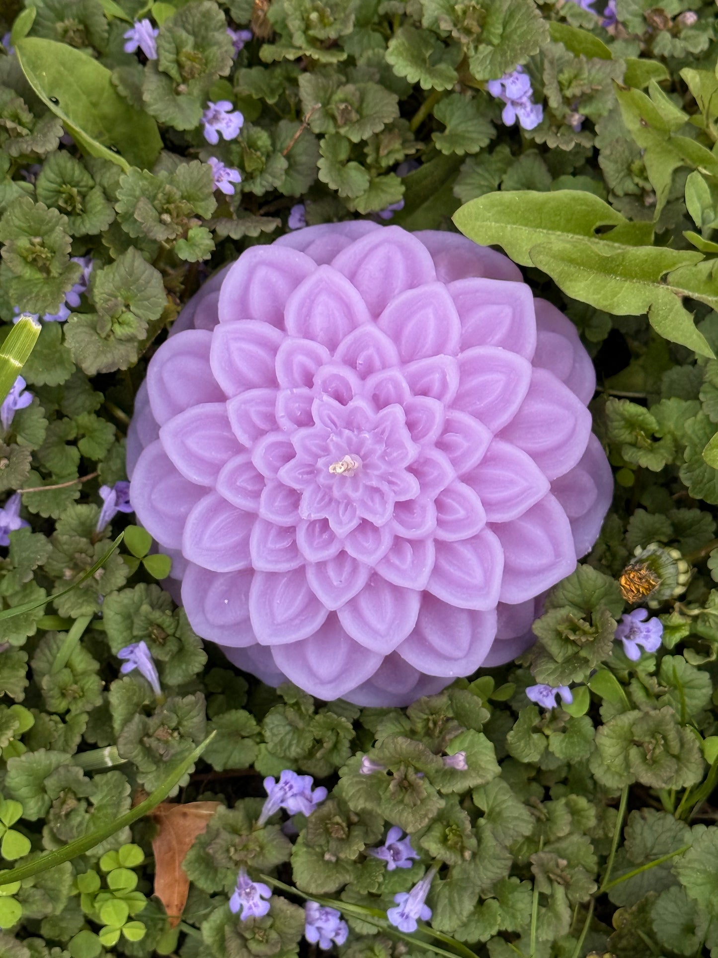 Dahlia Bloom