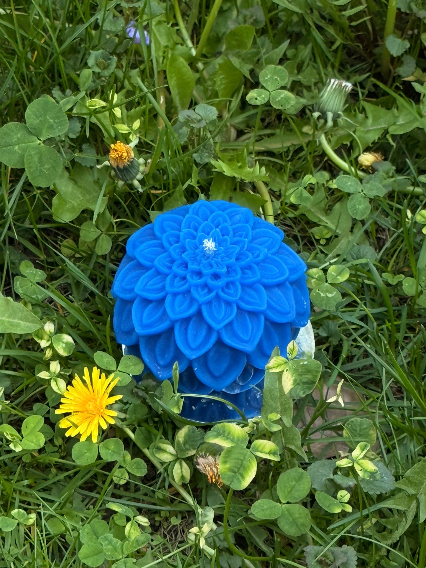 Dahlia Bloom