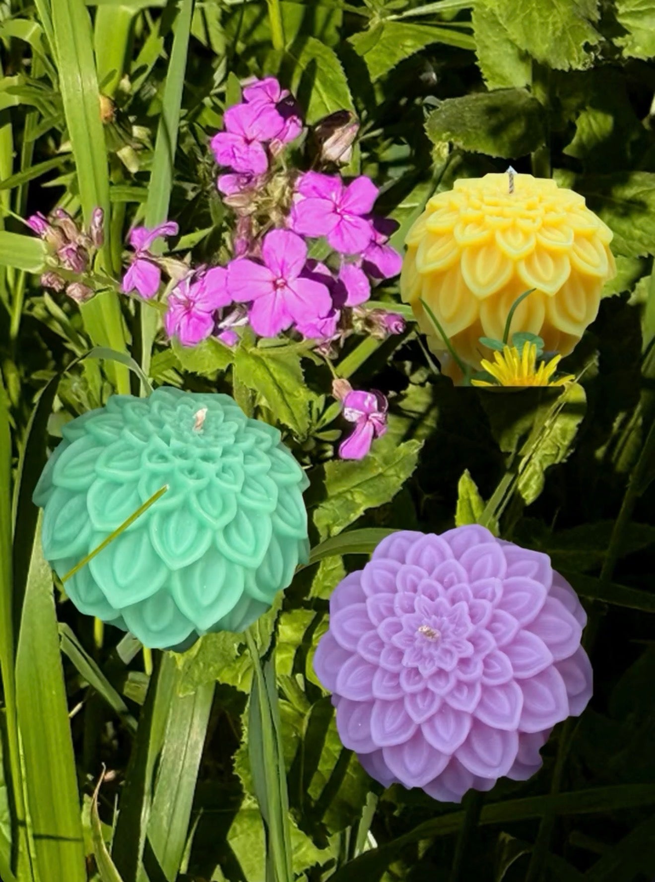 Dahlia Bloom