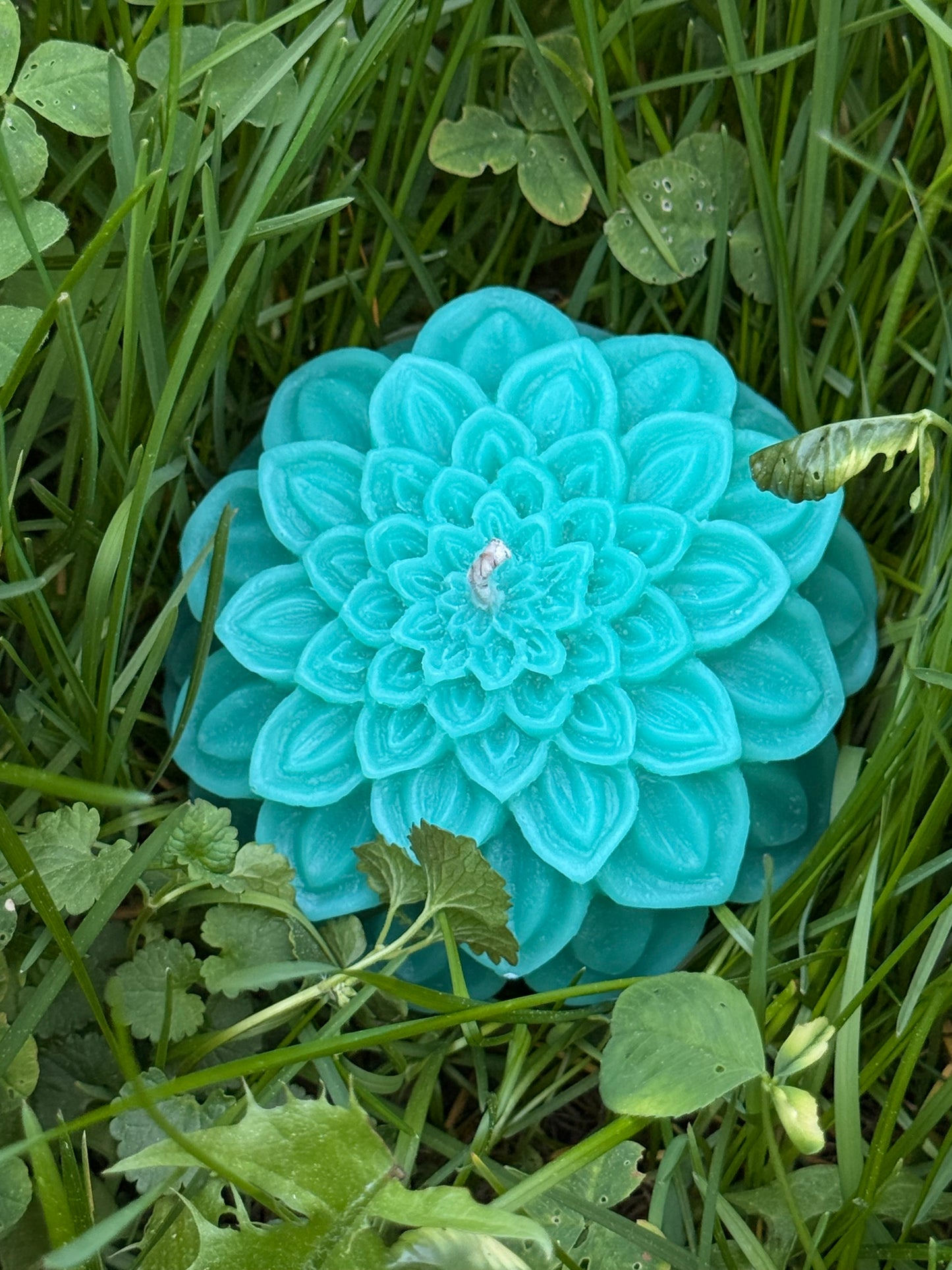 Dahlia Bloom