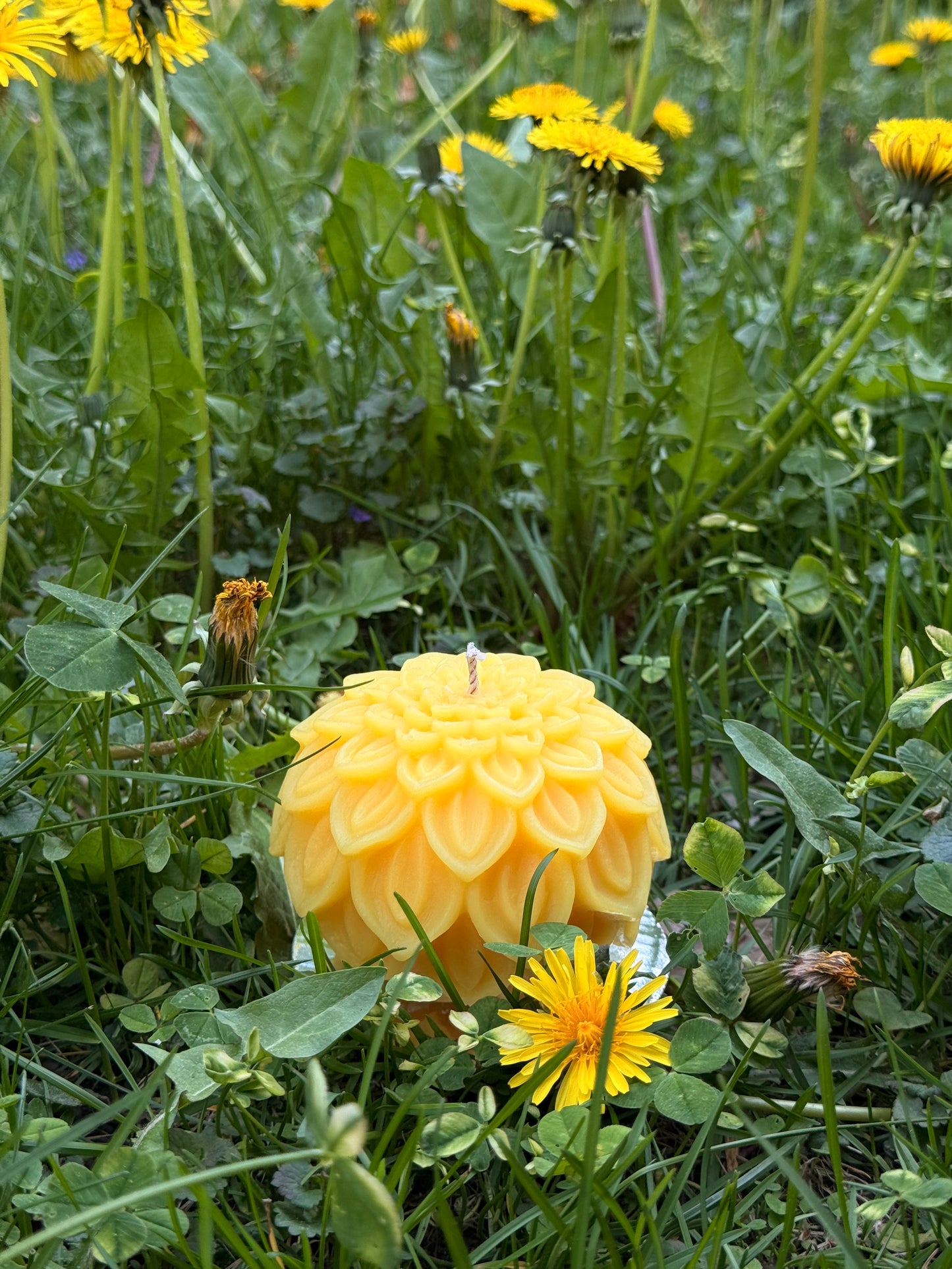 Dahlia Bloom