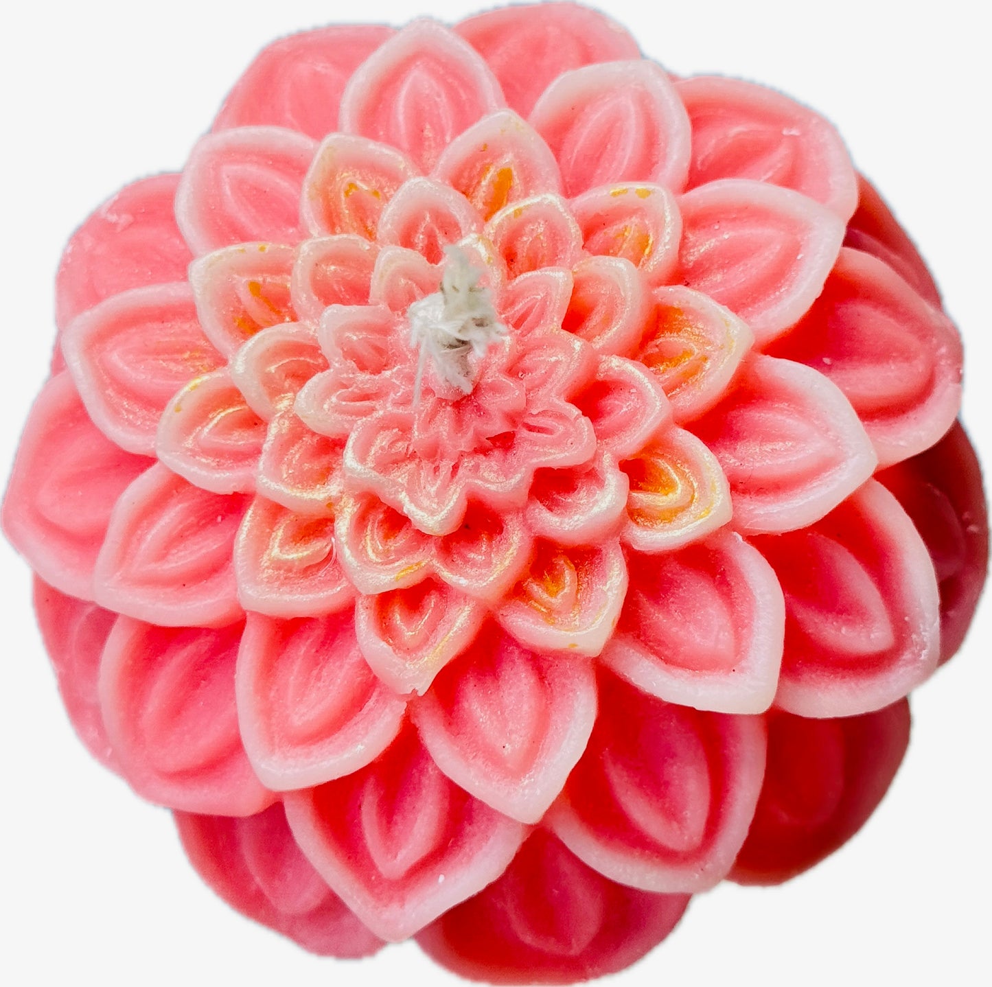 Dahlia Bloom