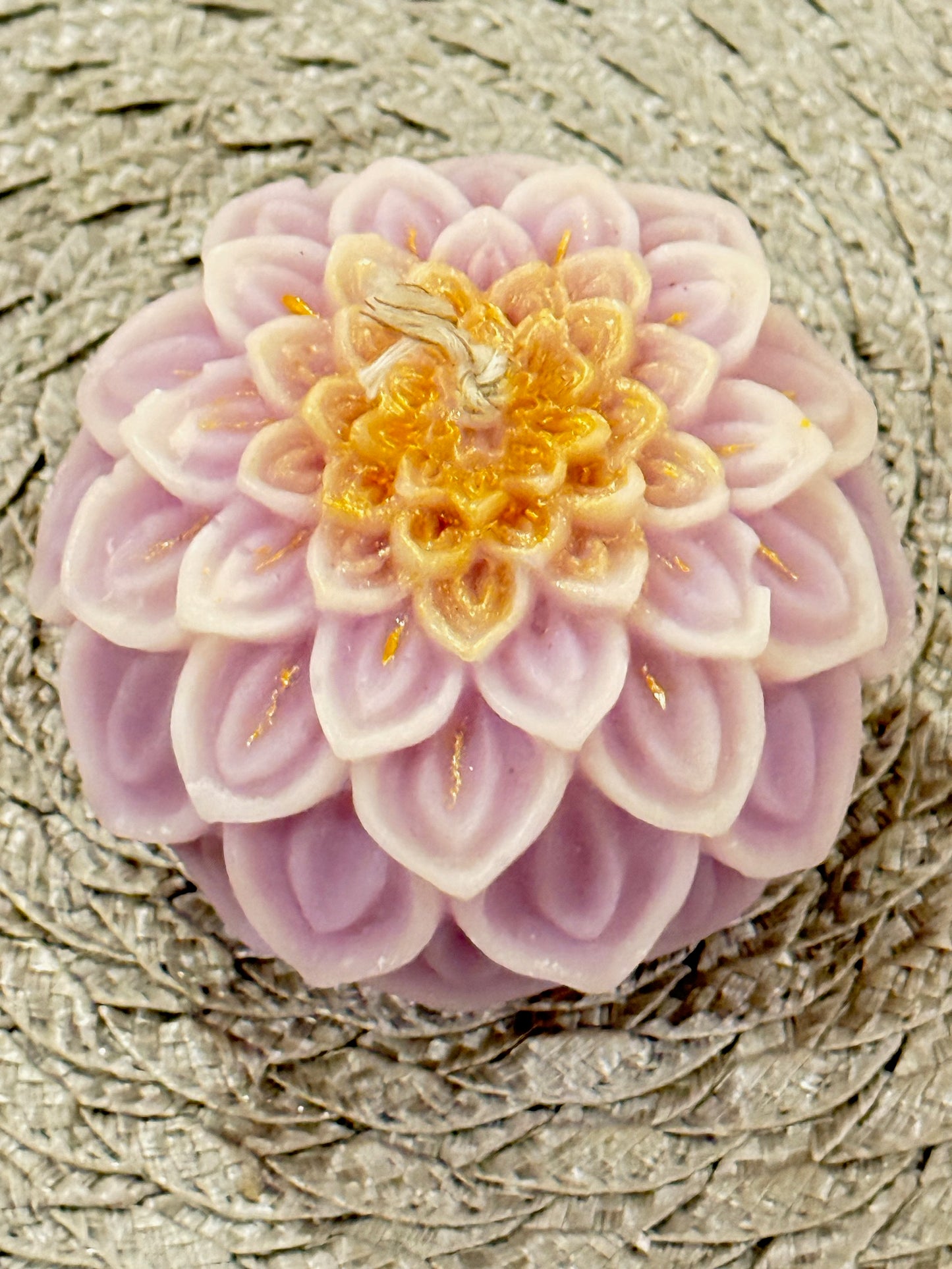 Dahlia Bloom