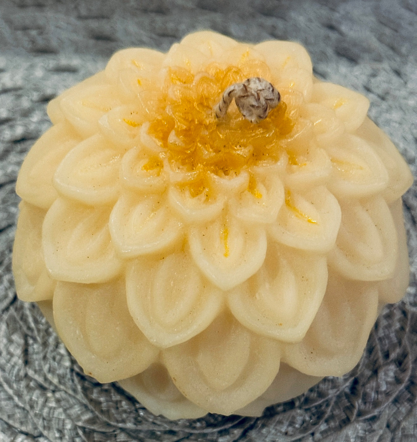 Dahlia Bloom