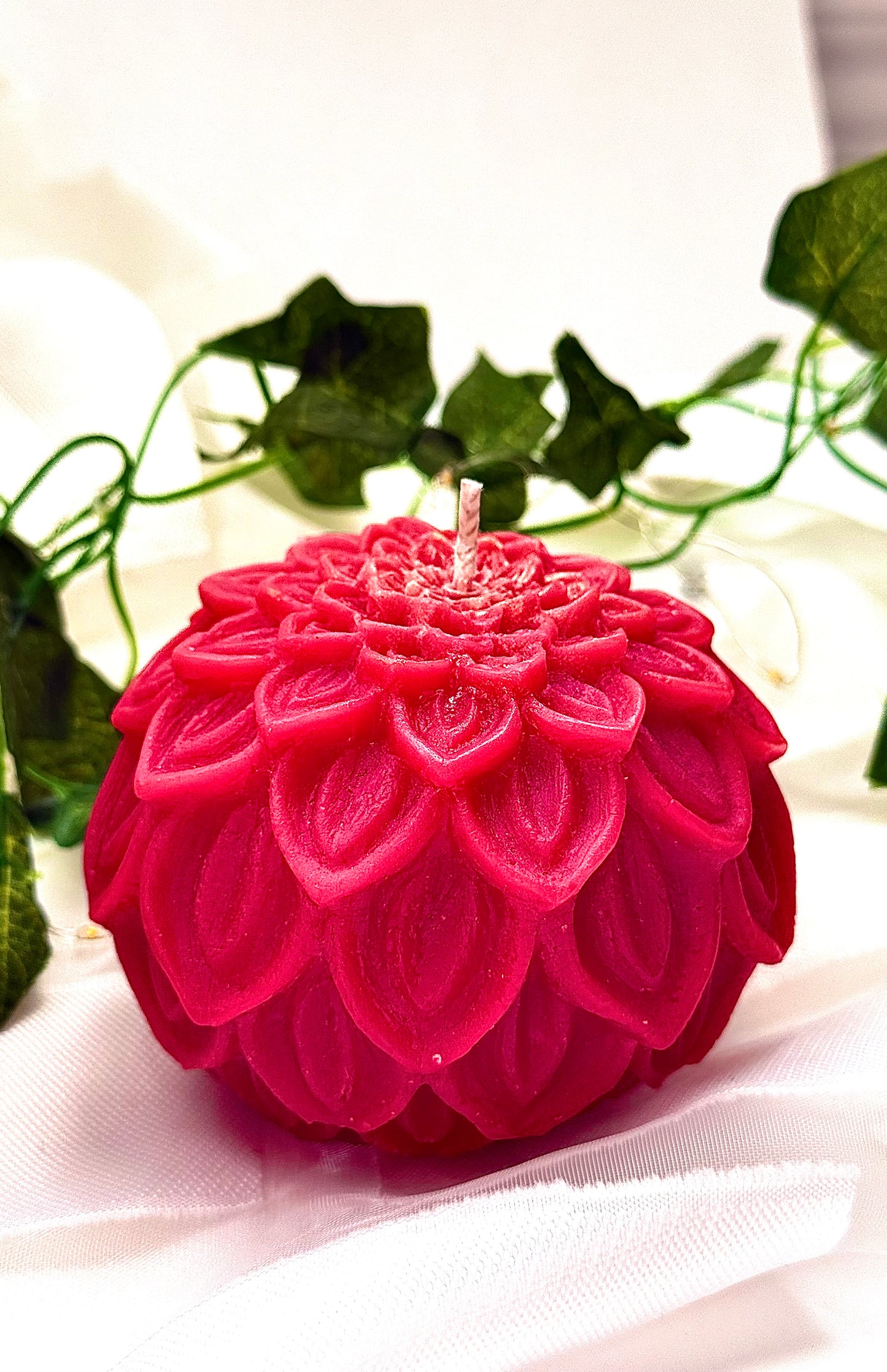 Dahlia Bloom